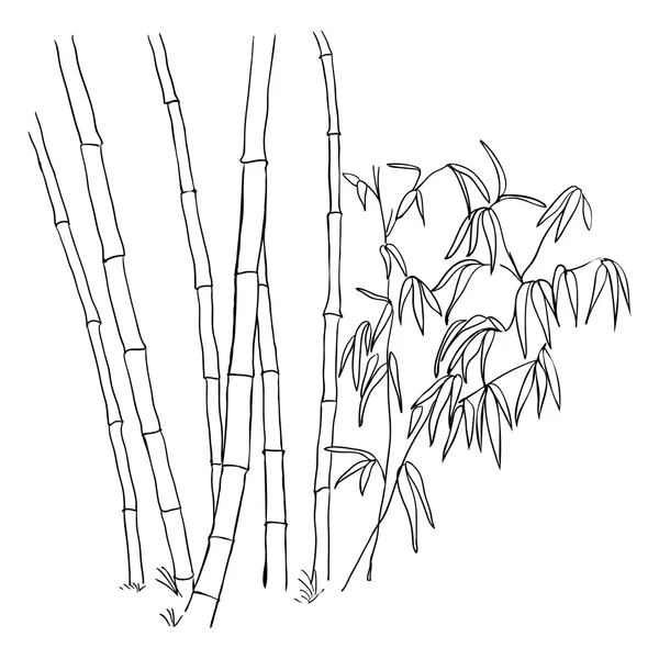 Bamboo branches isolated on the white background. — Stock Vector