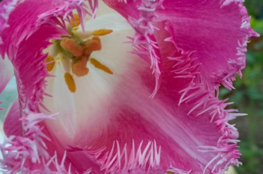 fringed pink tulip 'Fancy Frills '