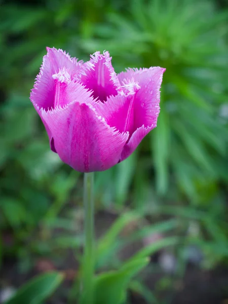 Окаймлённый тюльпан — стоковое фото