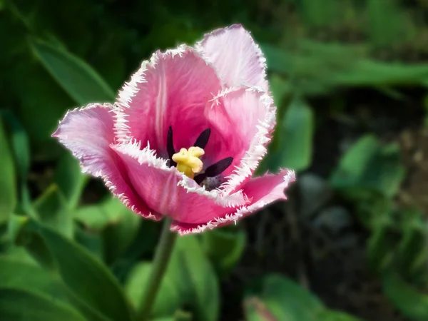 Gerafelde tulip — Stockfoto