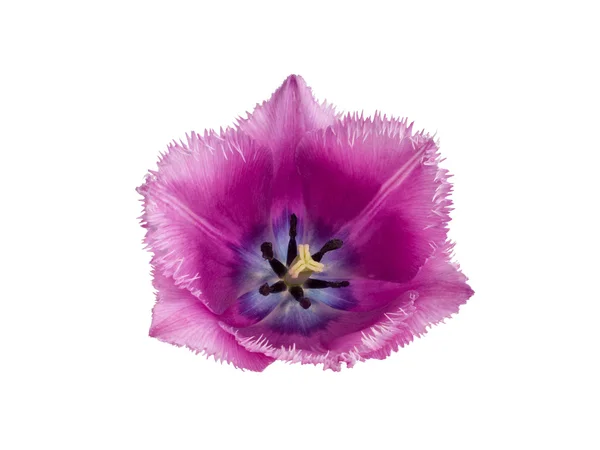 Fringed  tulips Blue Heron — Stock Photo, Image