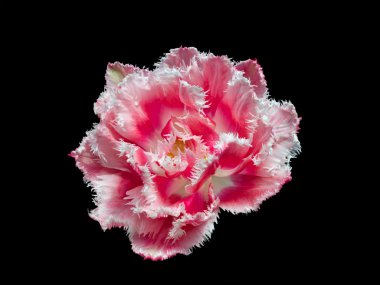 Saçaklı Tulip Queensland