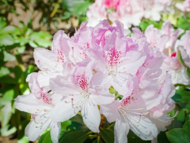 Pembe rhododendron çiçeği