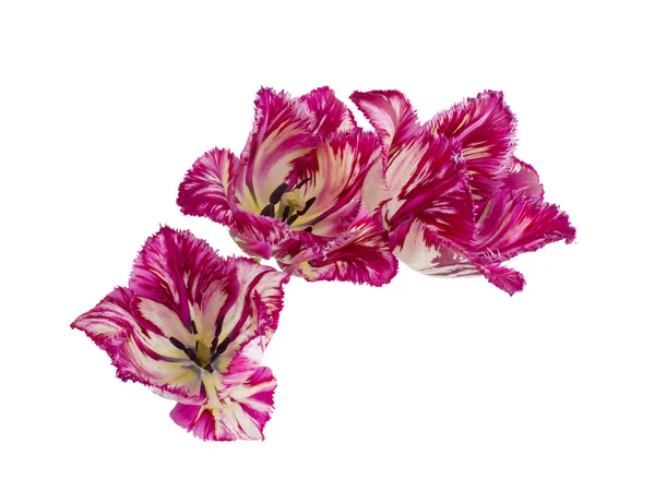 Purple fringed tulip — Stock Photo, Image