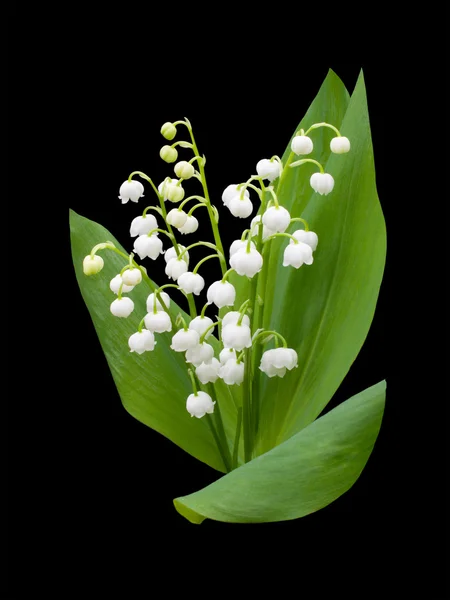 Konvalinka - convallaria majalis — Stock fotografie