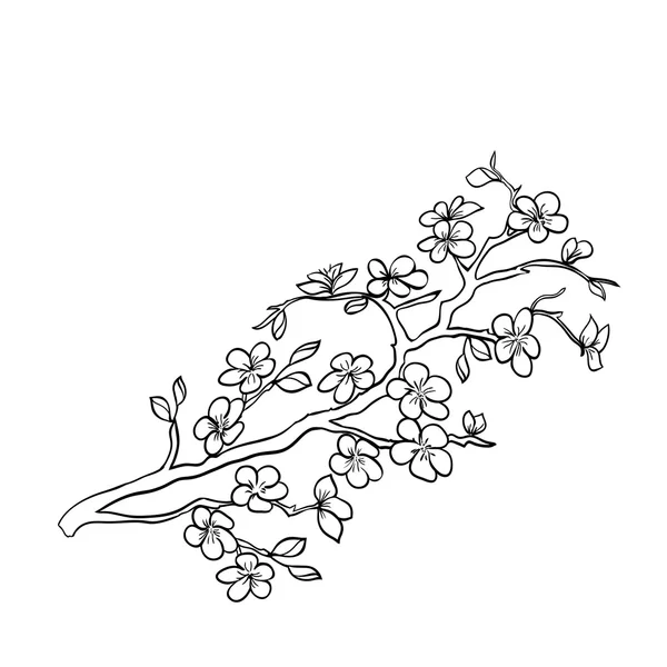 Twig kersenbloesem — Stockvector