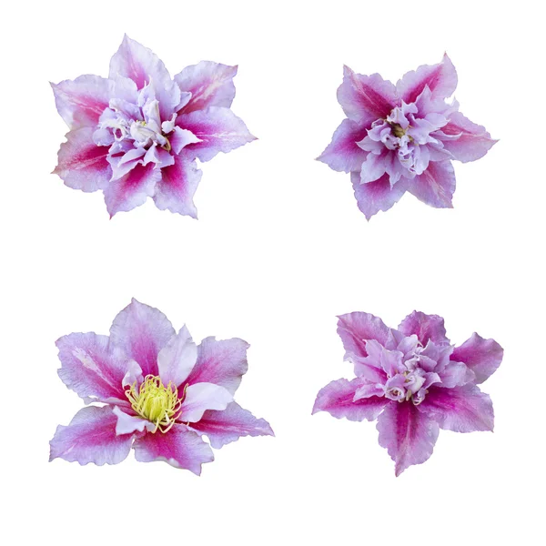 Vacker rosa terry clematis — Stockfoto