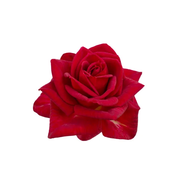 Rose rouge foncé — Photo