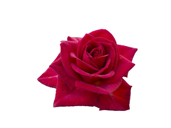 Rote Rose — Stockfoto