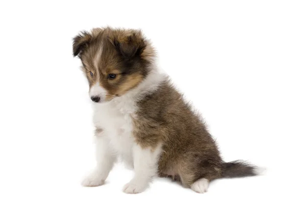 Bella felice cane cucciolo Sheltie — Foto Stock