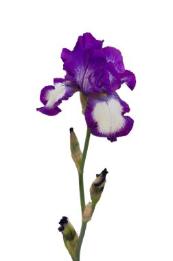 Uzun boylu Alman Iris Iris - sakallı