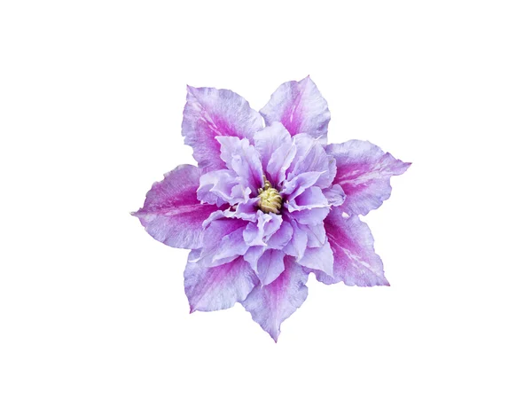 Mooie roze clematis cultivar Piilu — Stockfoto