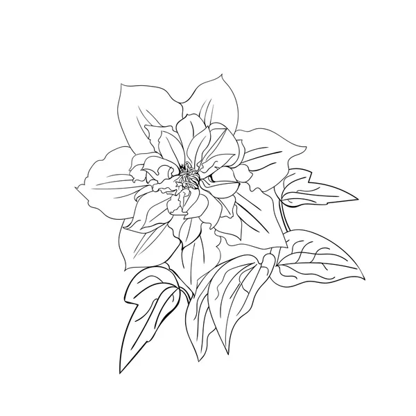 Terry flower clematis sketch. — Stock Vector