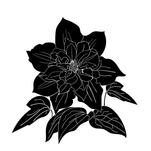 Terry flor clematis bosquejo . — Vector de stock