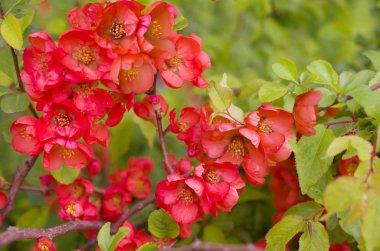 Çiçek açması Ayva dalı