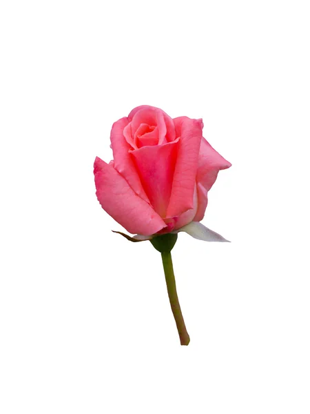 Leuchtend schöne rosa Rose — Stockfoto