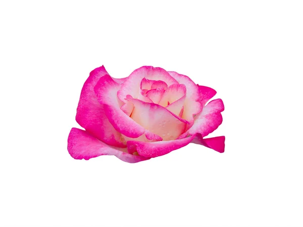 Rose met dauw druppels — Stockfoto