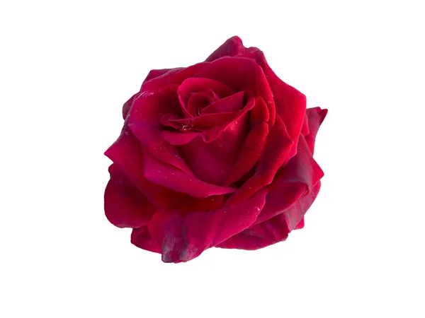 Rosa con gocce di rugiada — Foto Stock