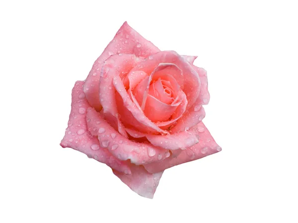 Rosa con gocce di rugiada — Foto Stock
