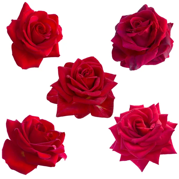 Collage of five red roses — Zdjęcie stockowe