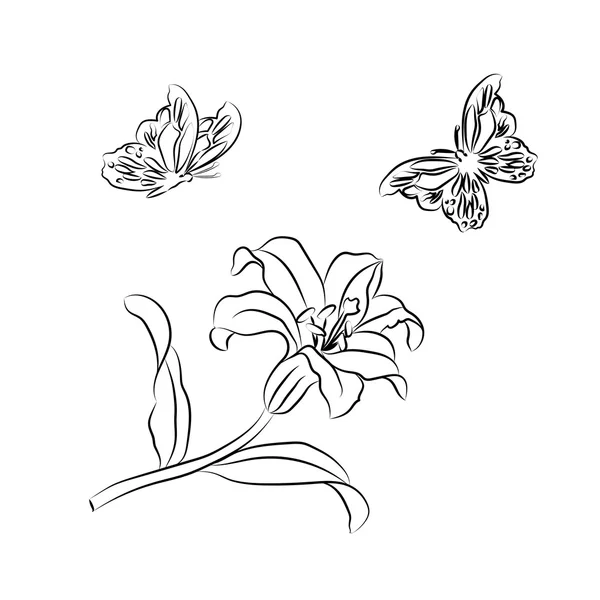 Lily et papillon croquis . — Image vectorielle