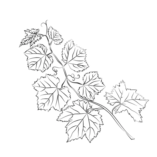 ブドウの葉のバロック様式の植物 — ストックベクタ
