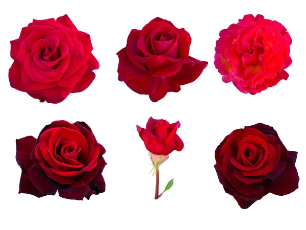 Colagem de seis rosas vermelhas — Fotografia de Stock