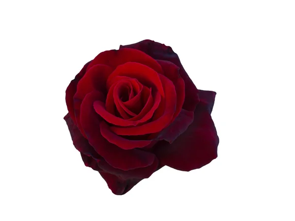 Rosa rossa — Foto Stock