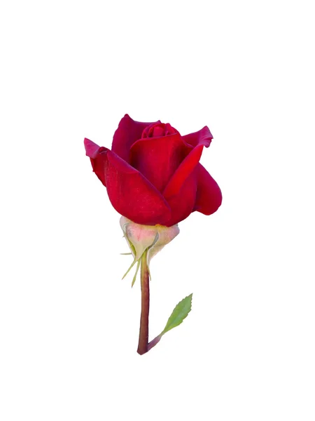 Bright beautiful  red rose — Stock Photo, Image