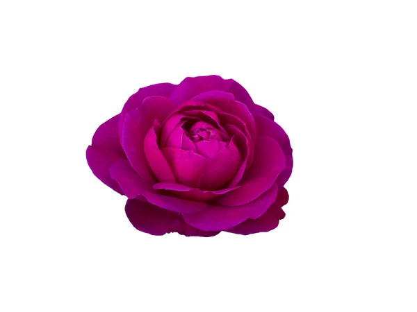 Bright beautiful  pink rose — Stock Photo, Image