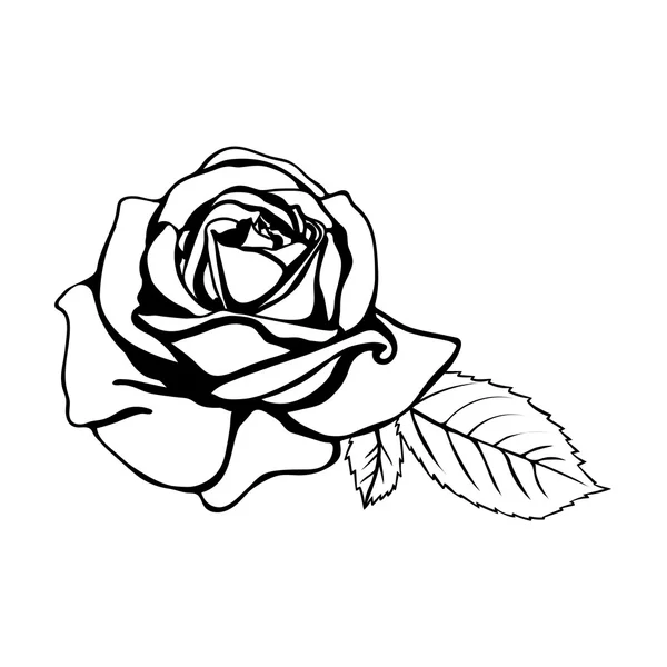 Rose sketch. — Stock Vector