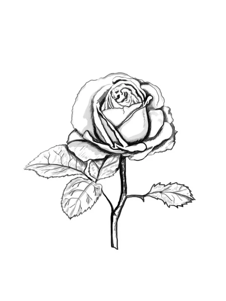 Szkic róży. — Zdjęcie stockowe