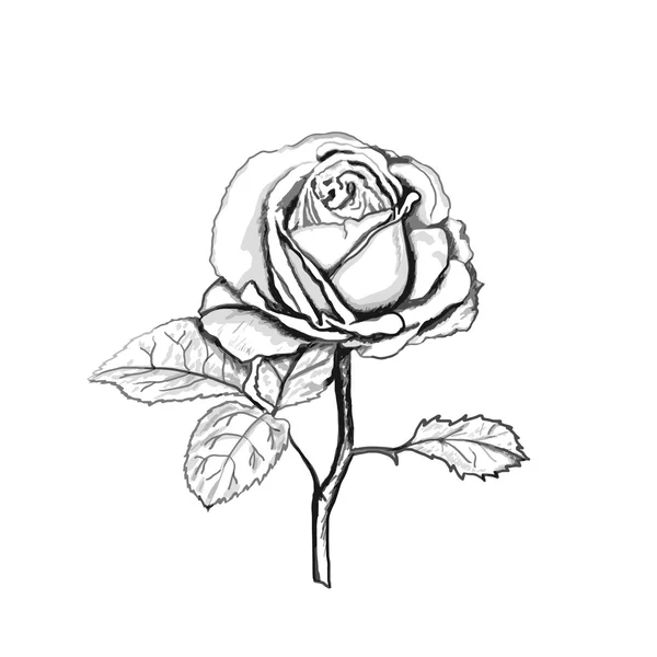Rose sketch. — Stock Vector