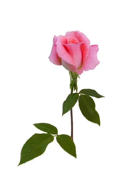 Różowa róża — Zdjęcie stockowe
