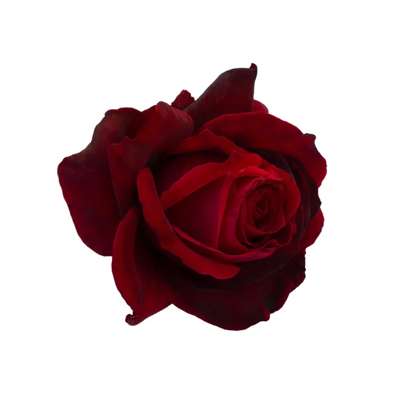Rosa roja con gotas de rocío — Foto de Stock
