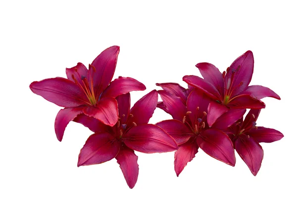 Flores de variedades Lily — Foto de Stock