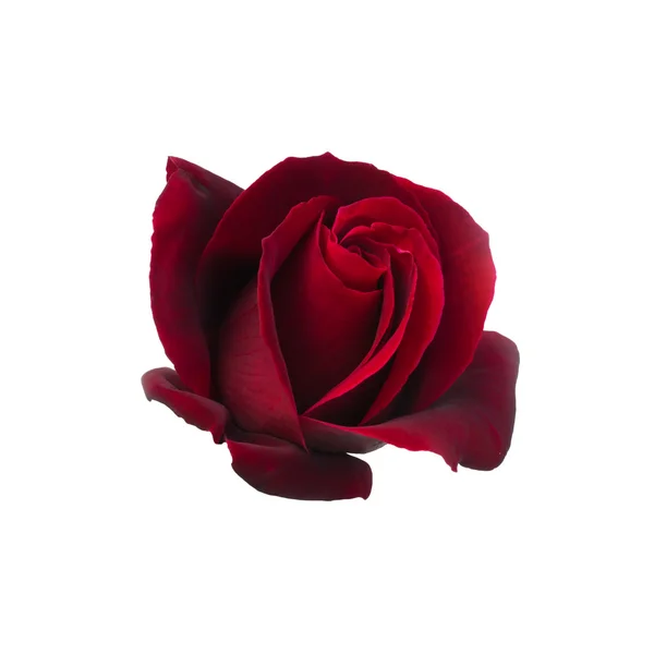 Rosa roja oscura — Foto de Stock