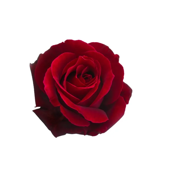 Rosa roja oscura —  Fotos de Stock