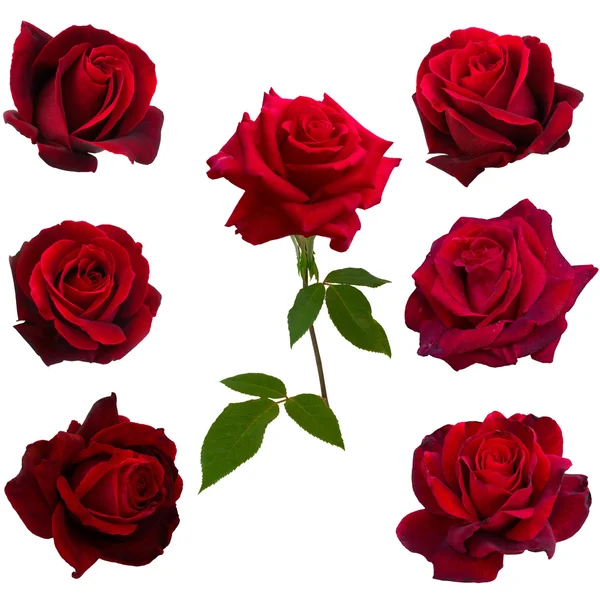 Collage van zeven rode rozen — Stockfoto