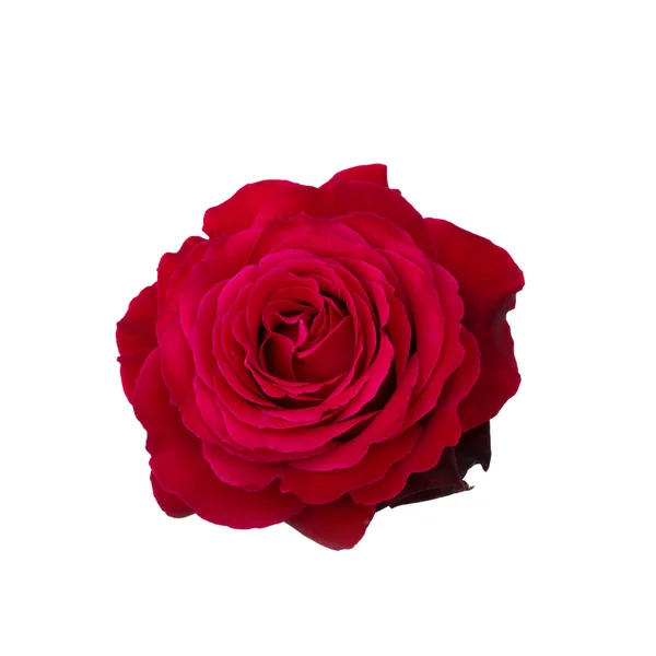 Rosa rosso scuro — Foto Stock