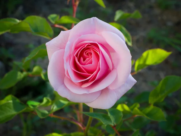 Rosa rosa — Fotografia de Stock