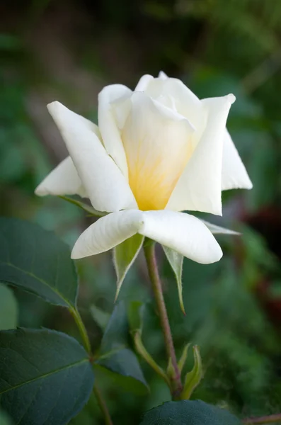 Rosa branca delicada — Fotografia de Stock