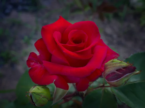 Rosa vermelha está florescendo no jardim — Fotografia de Stock