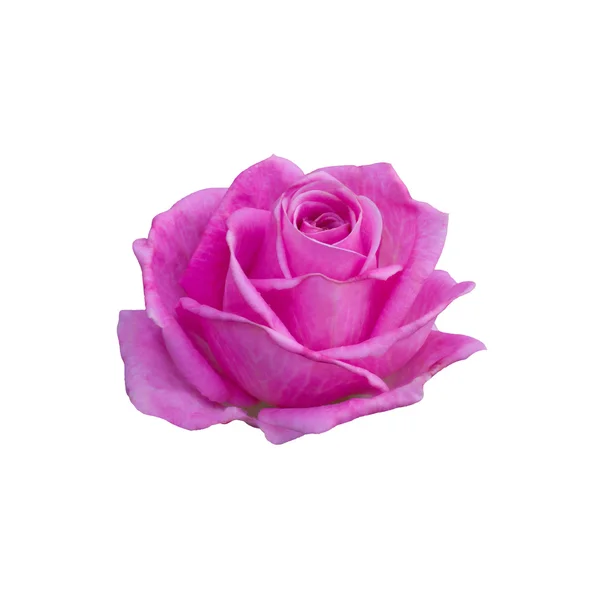 Lichte mooie roze roos — Stockfoto