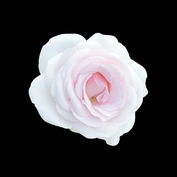 明るく美しいピンクのバラ — ストック写真