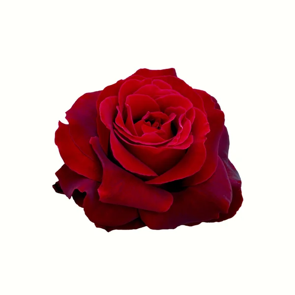 Rosa roja oscura — Foto de Stock