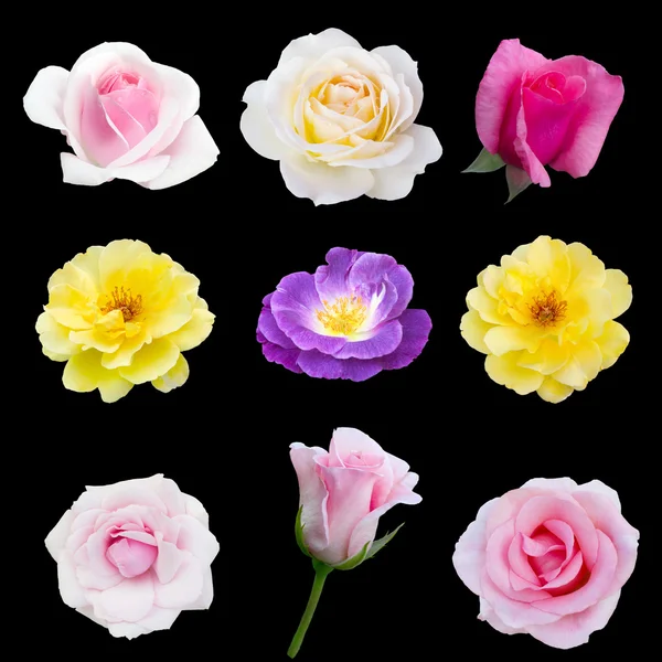 Коллаж из девяти роз — стоковое фото