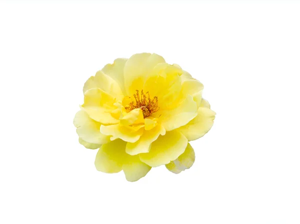Mooie gele roos — Stockfoto
