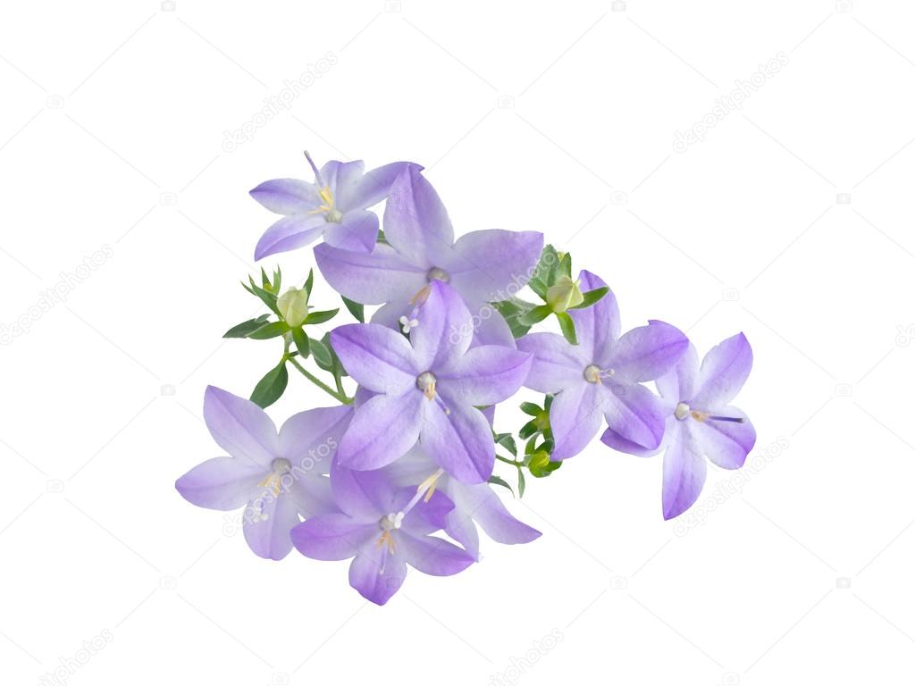 beautiful  blue campanula is isolated on white background