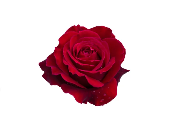 Dunkelrote Rose — Stockfoto